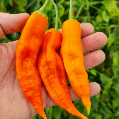 Aji Amarillo Entero Congelado | 1Lb | Belmont Peru